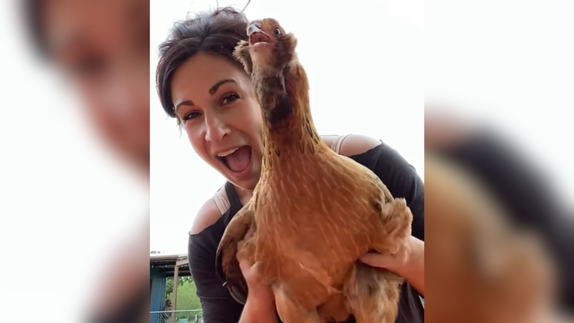 chicken tickled by owner