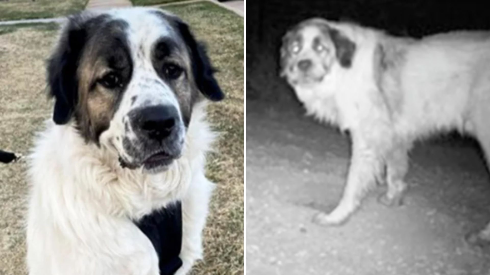 Colorado Volunteers Help Reunite Military Family With Their Dog After Two Years Apart