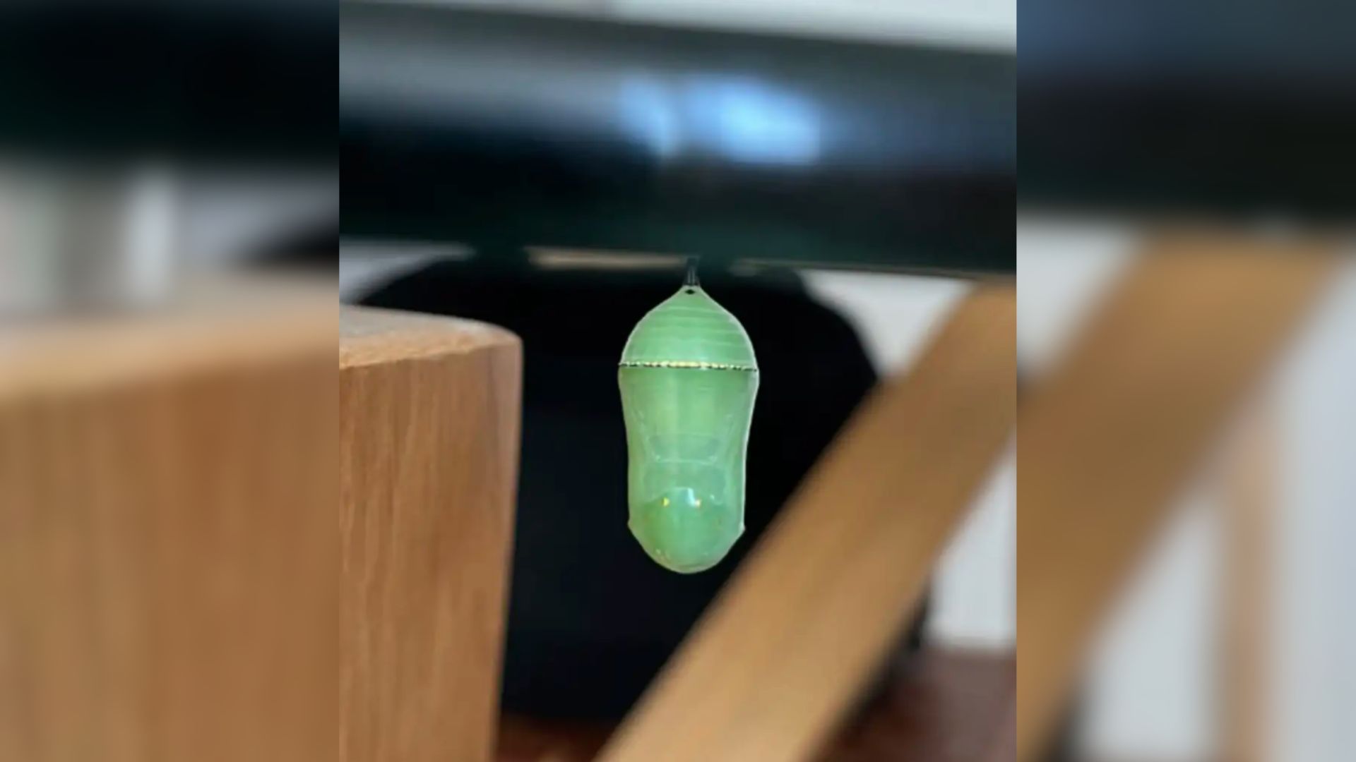 cocoon with butterfly hanging under the table