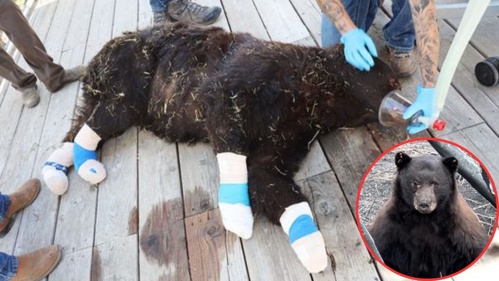 severely burned bear