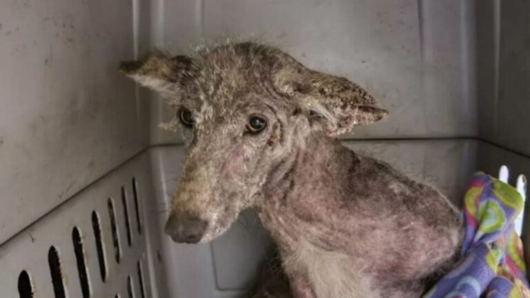 sad animal