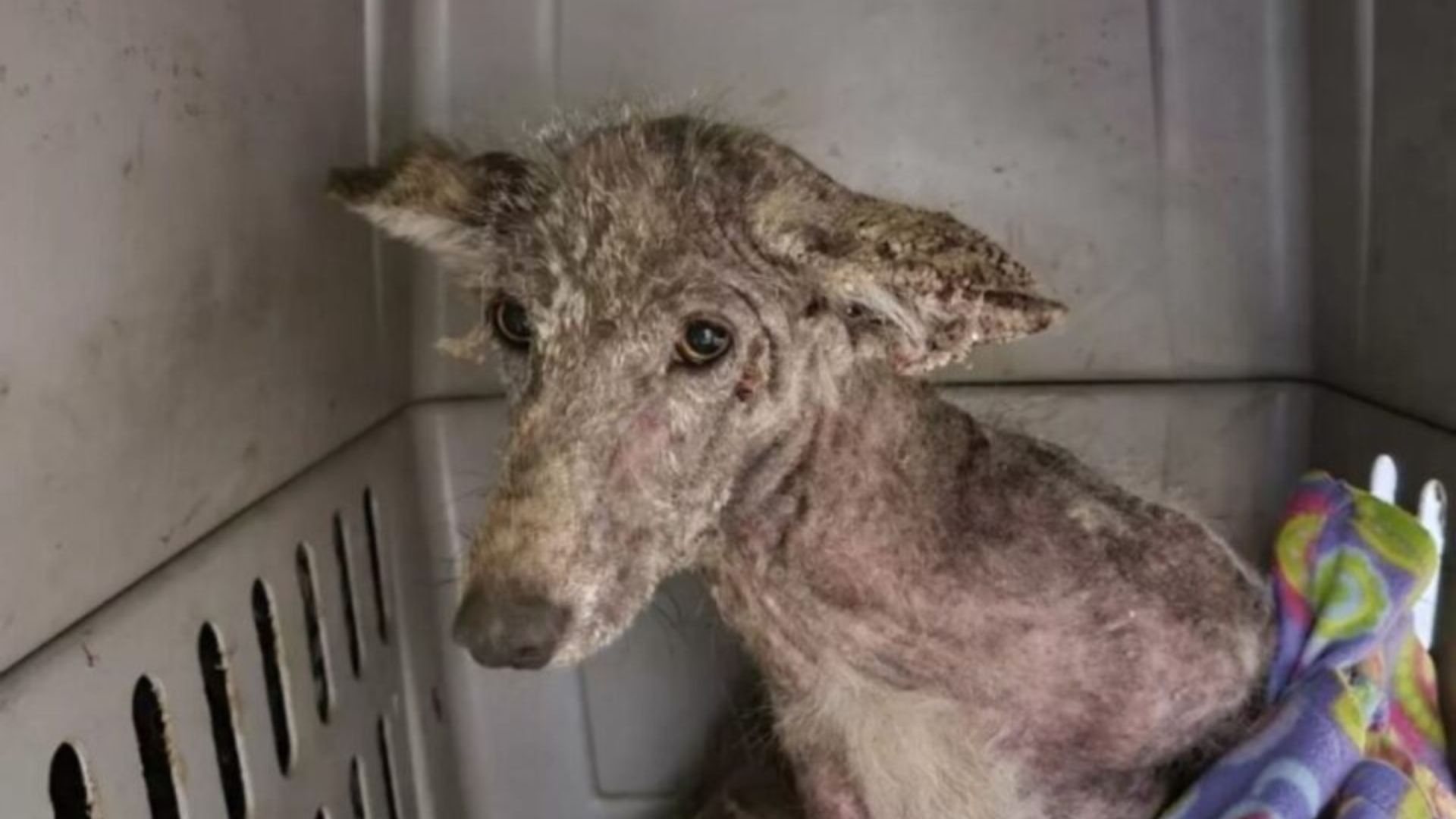 sad animal