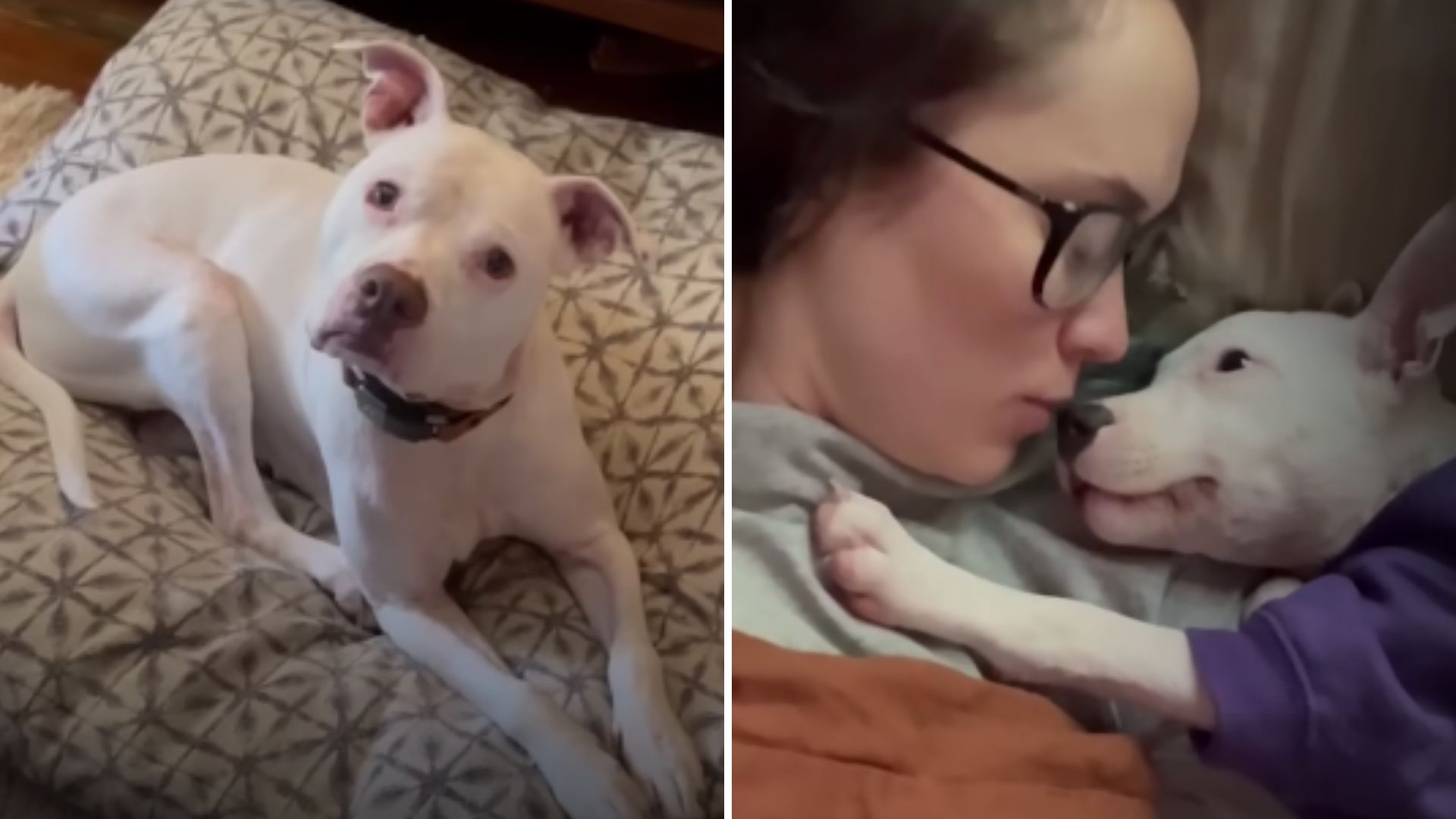 Deaf Dog Discovers Her Perfect Match After Overcoming Major Injuries