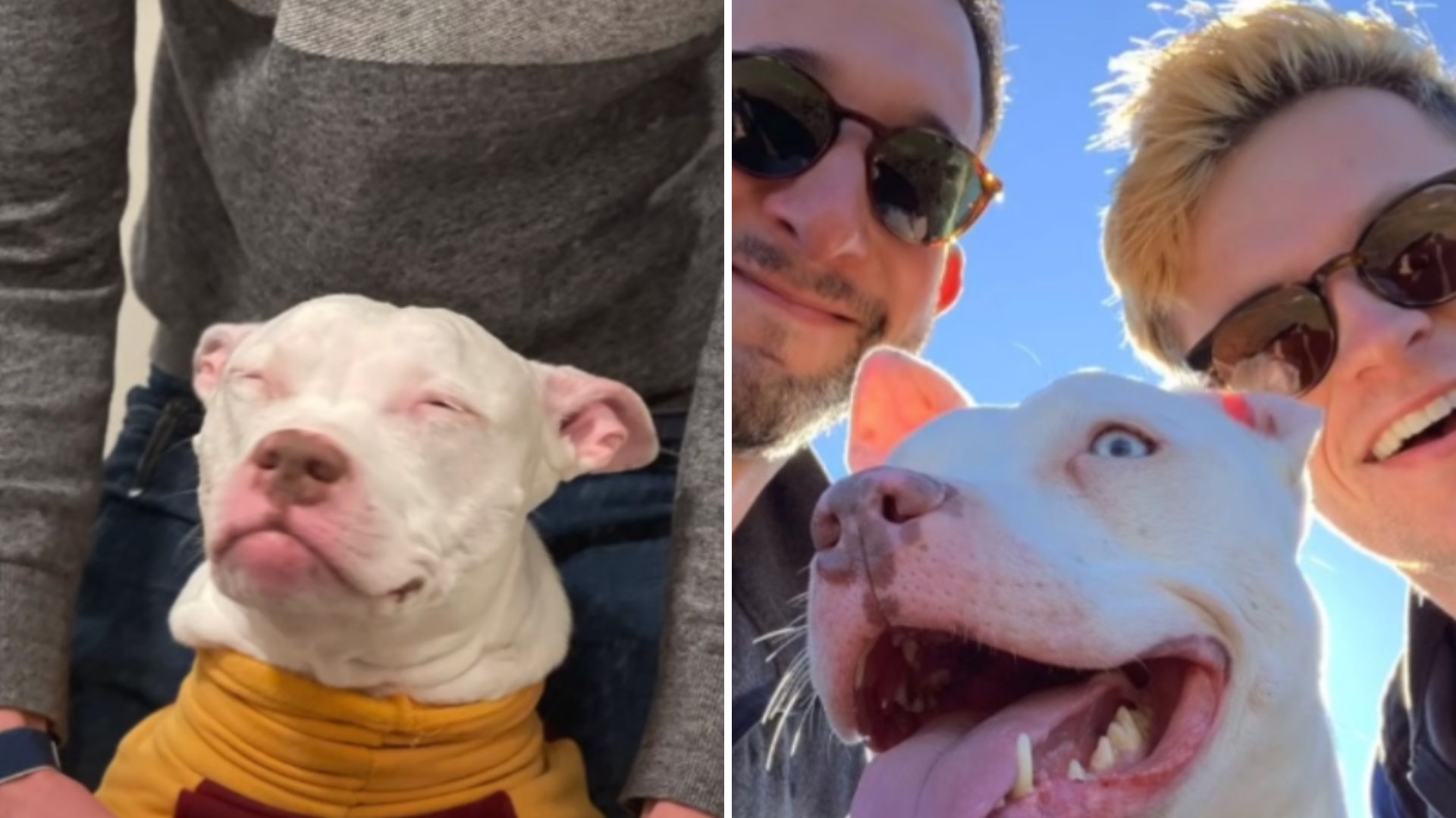 Deaf Dog Gets A Second Chance At Life After Fearing She Would Be Alone Forever