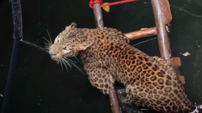 leopard