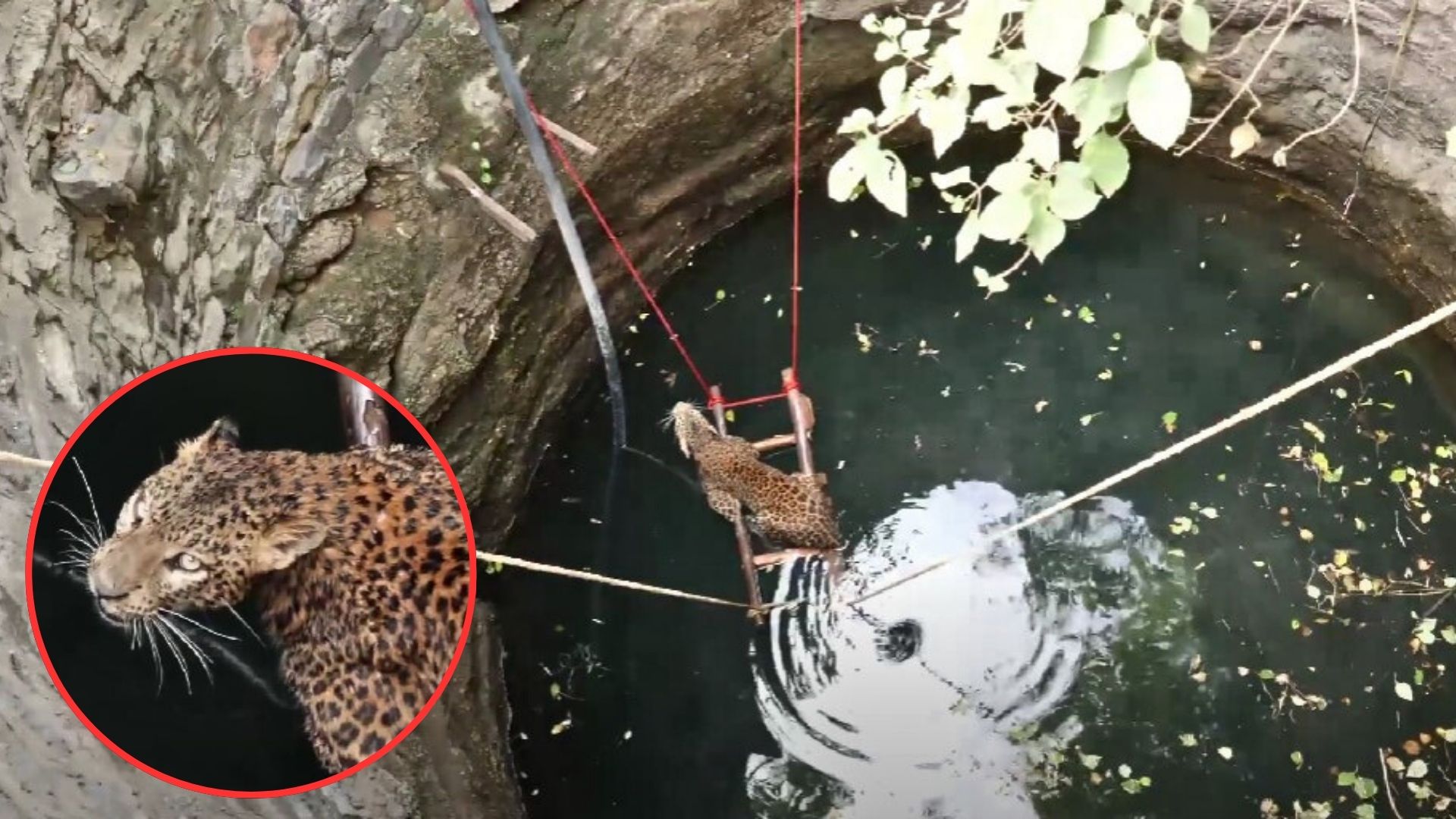 Desperate Leopard Saved From Drowning In 30-Foot Deep Well In Heart-Stopping Rescue