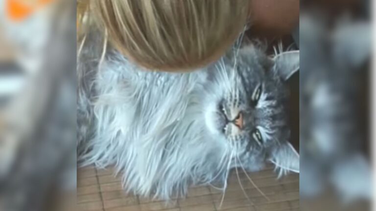 mama cat crying for her missing kittens