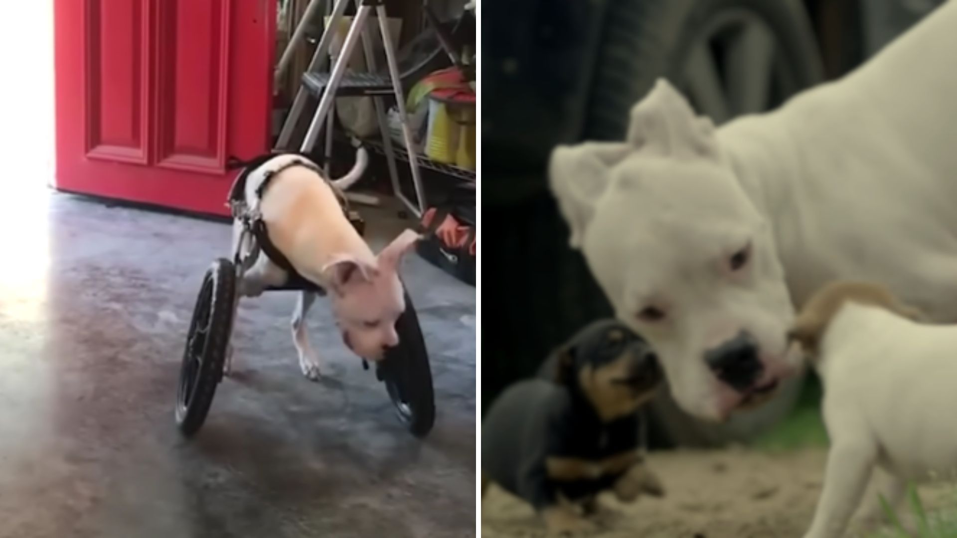 Dog Born With Two Legs Realizes “He Can Do Anything” As He Befriends Puppies