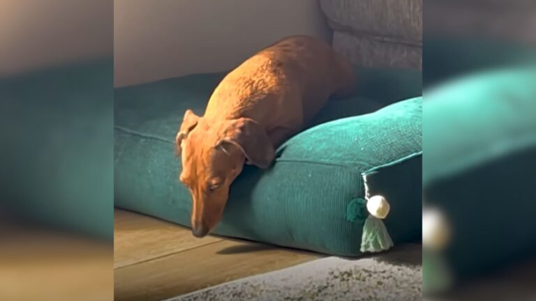 lonely dog