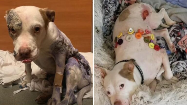 abused dog