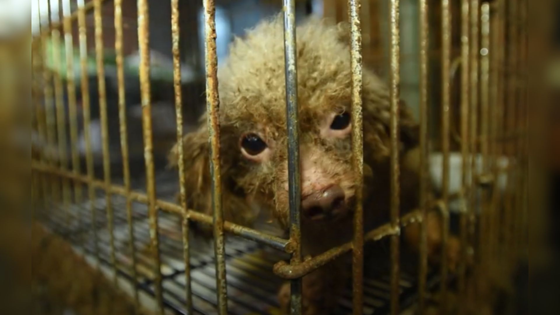 Dog Rescued From A Filthy Basement