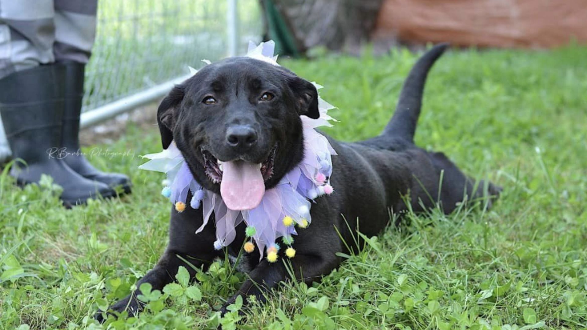 Dog Returned To Shelter Again Spends Another 6 Months Waiting For A Forever Home