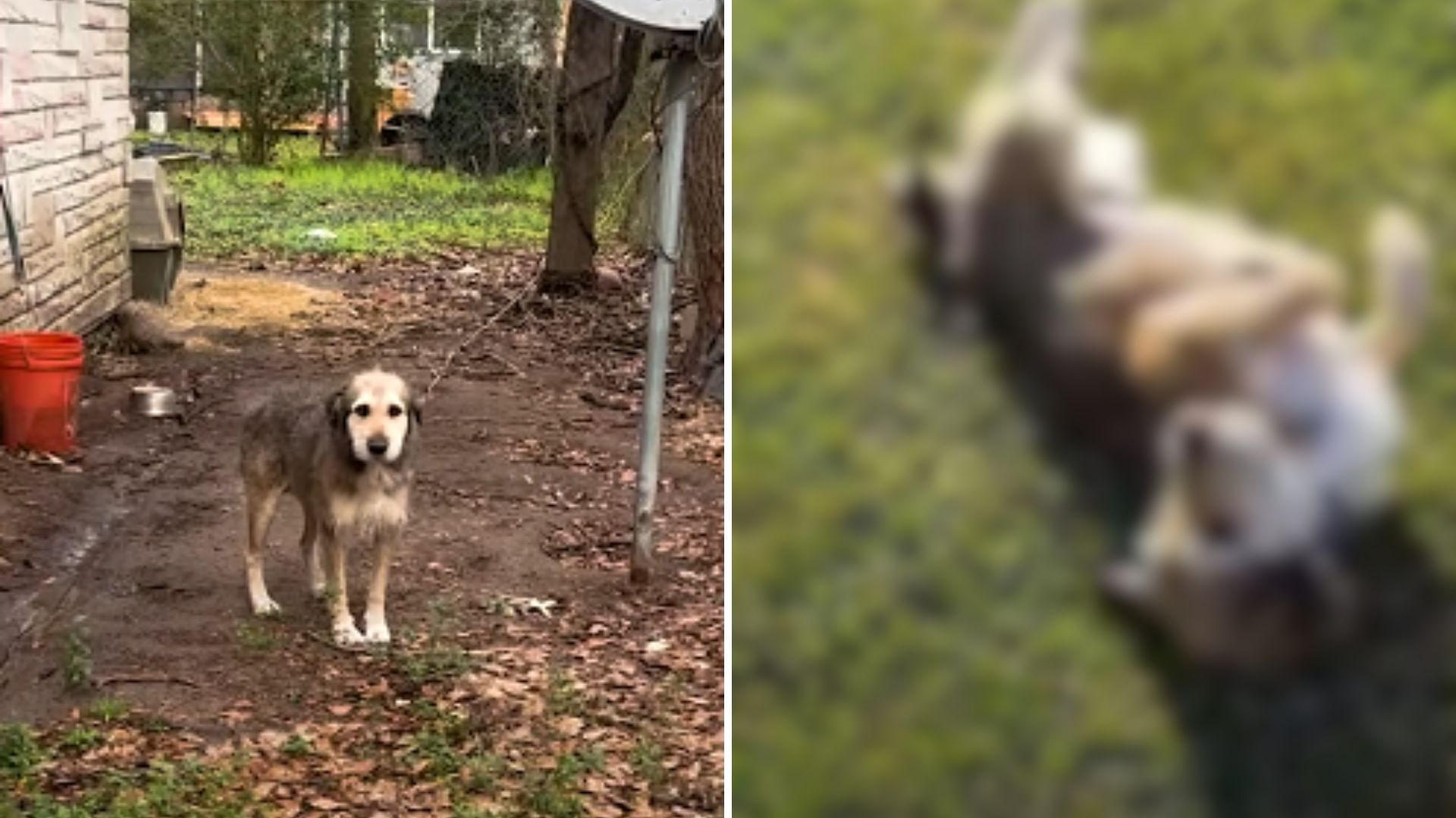 Dog Spends 5 Years Chained Up In A Muddy Backyard