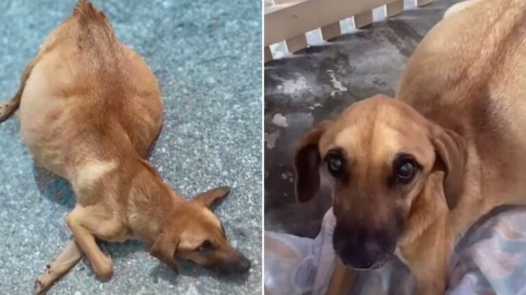 Dog With A Swollen Belly