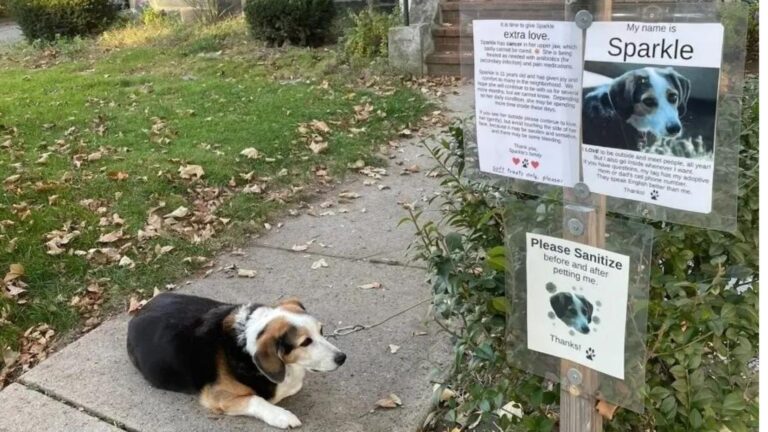 Dog With Terminal Cancer Unites Entire Somerville