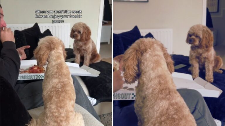 dogs staring at dad eating a pizza