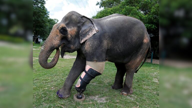 Elephant Receives A Prosthetic Leg After Losing Hers To A Landmine