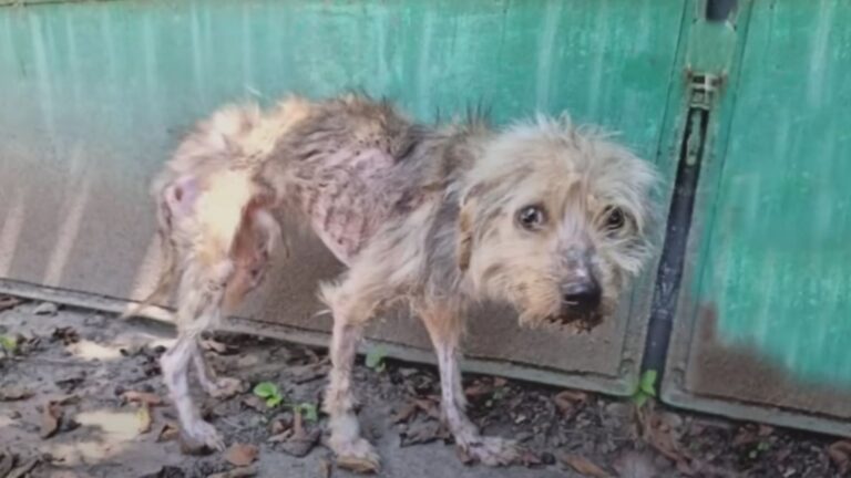 Emaciated Pup Was Hiding Under A Bridge