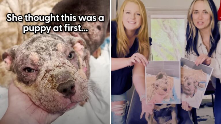 Everyone Thought This Was A Puppy
