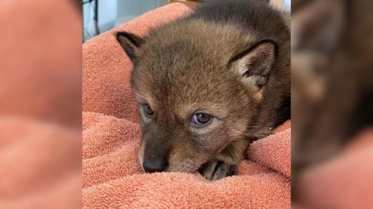 coyote puppy
