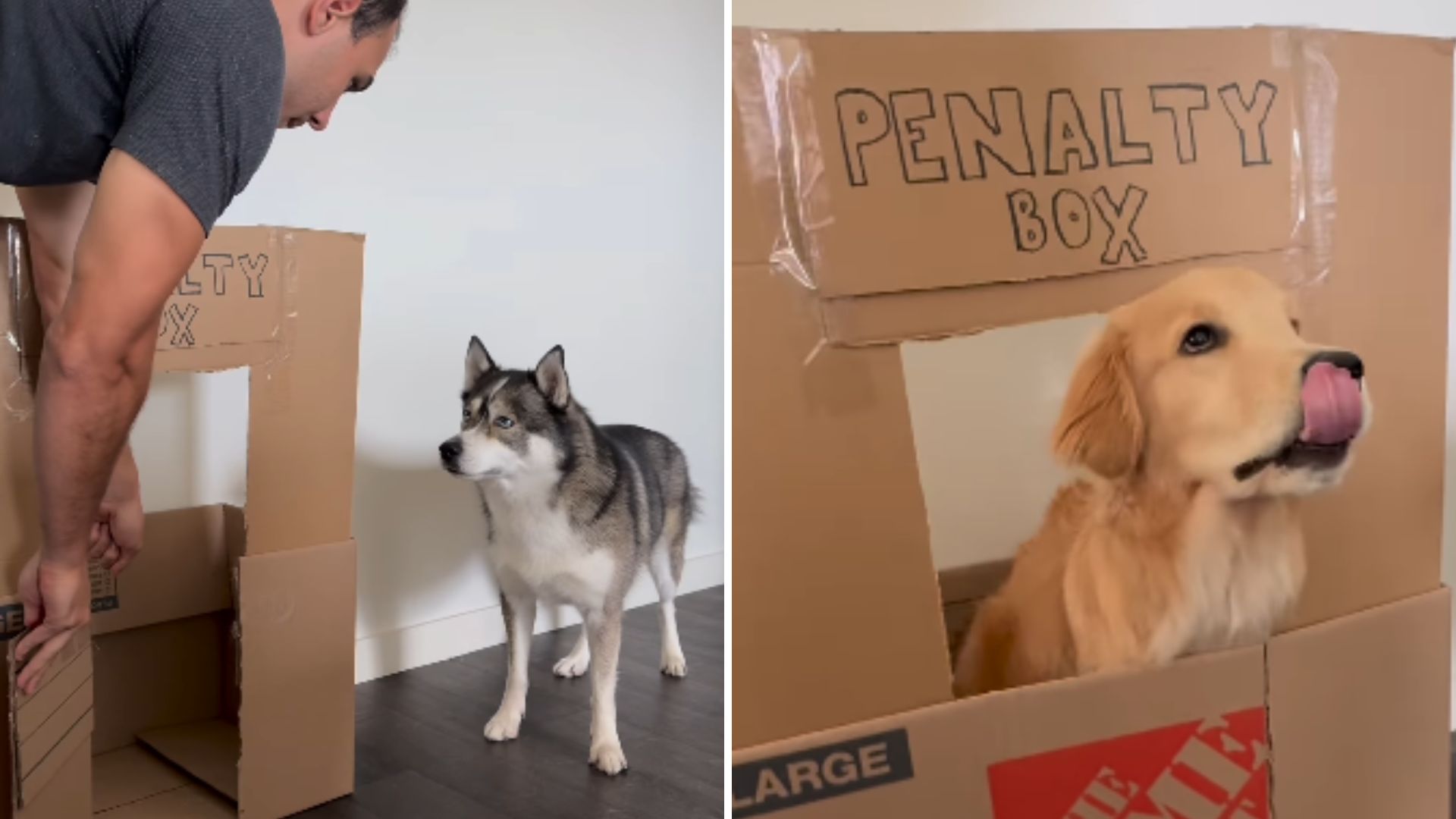 Florida Couple Invents A ‘Penalty Box’ To Handle Their Dogs’ Mischief, Do You Think It’ll Work?