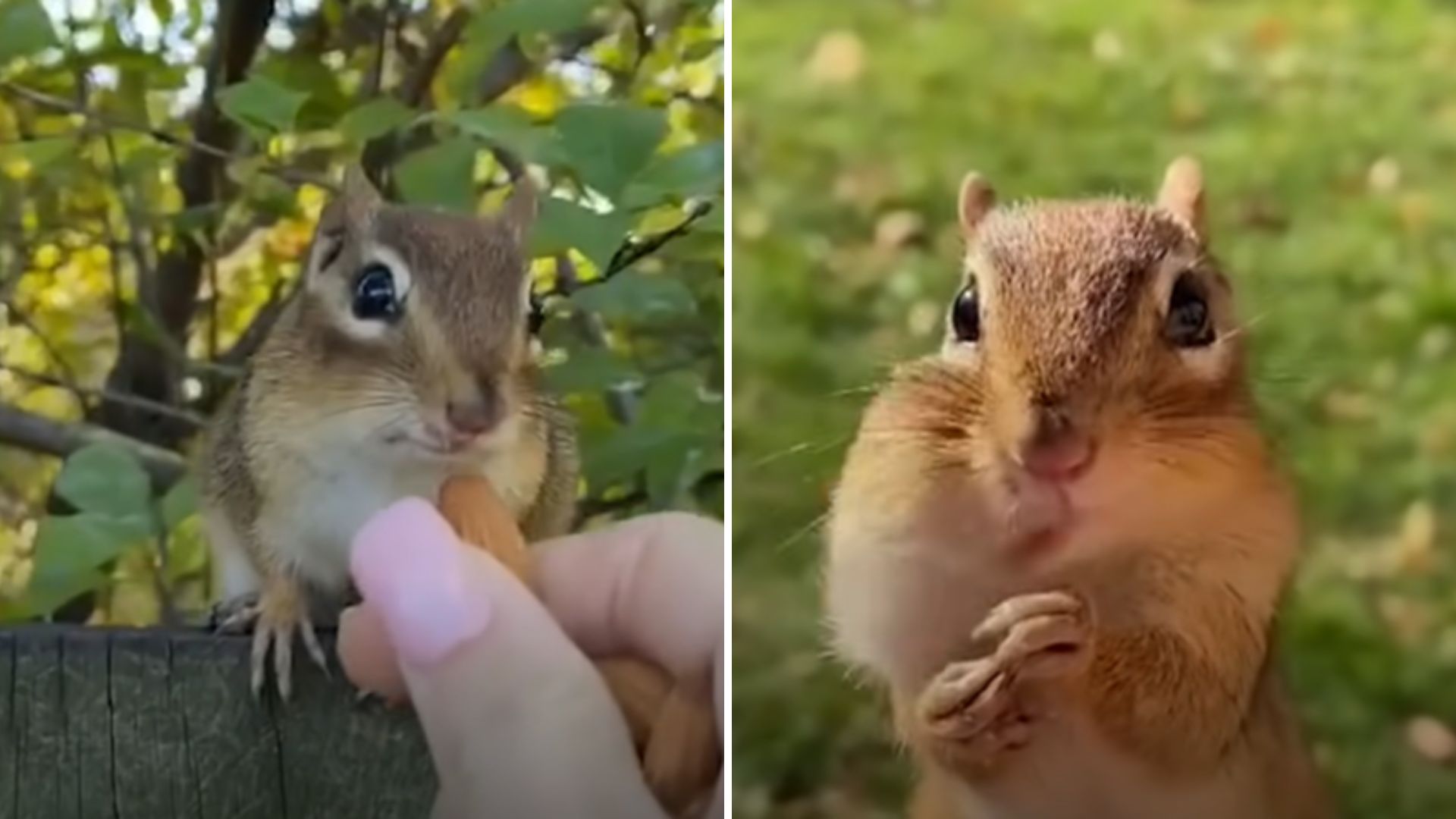 Girl Befriends A Chipmunk