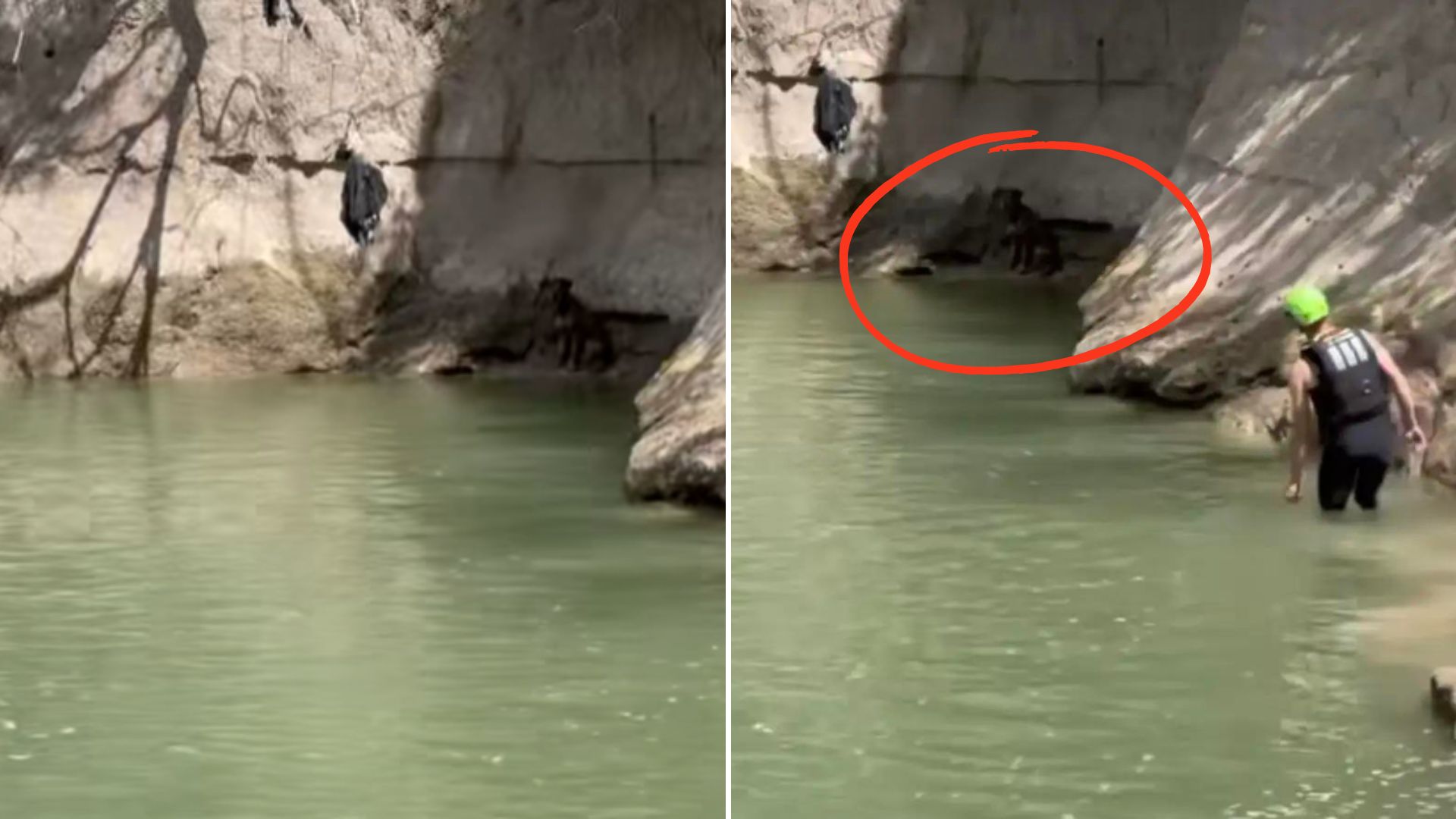 dog stuck on a rock