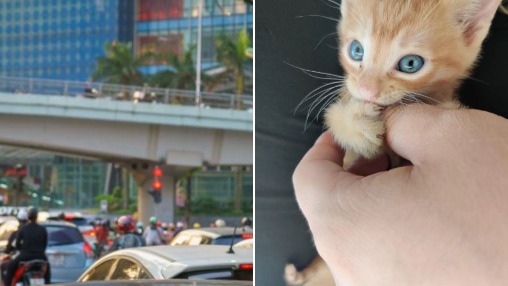 Guy Saves A Lemon-Sized Kitten That Got Stranded On A Busy Highway Overpass