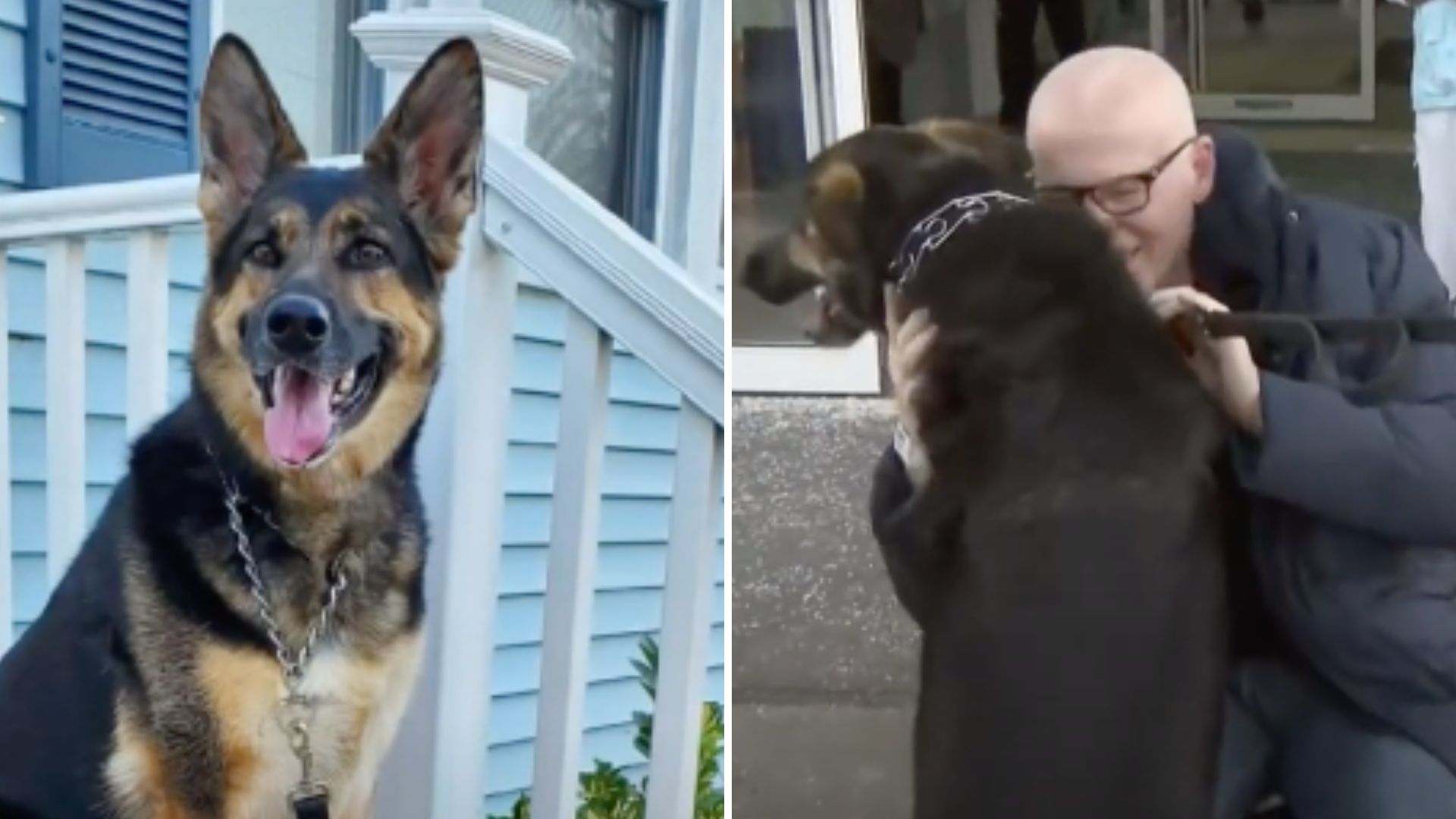 Heroic German Shepherd Rescues His Owner From A Stroke And Gets Rewarded For Her Bravery