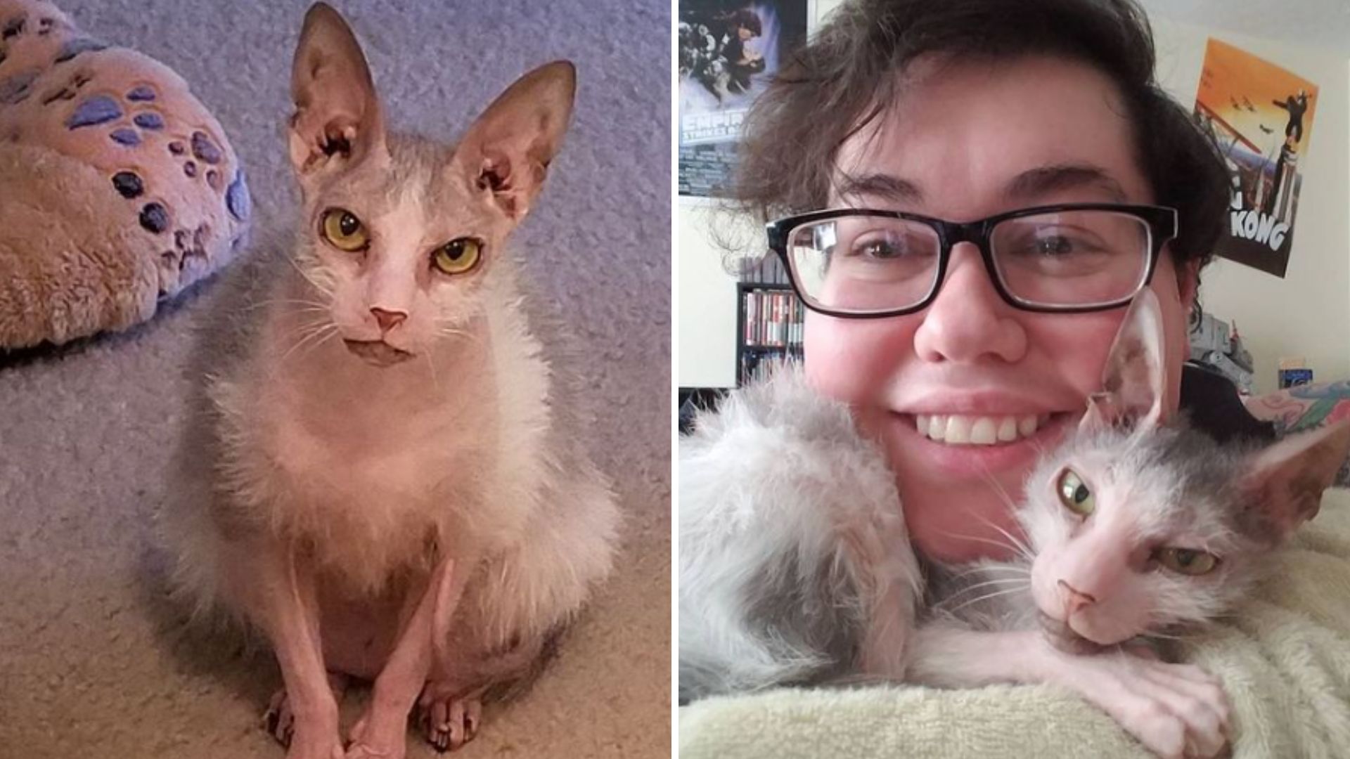 “Hideous” Cat Discovers A Loving Forever Home After Facing Rejection And Mean Comments