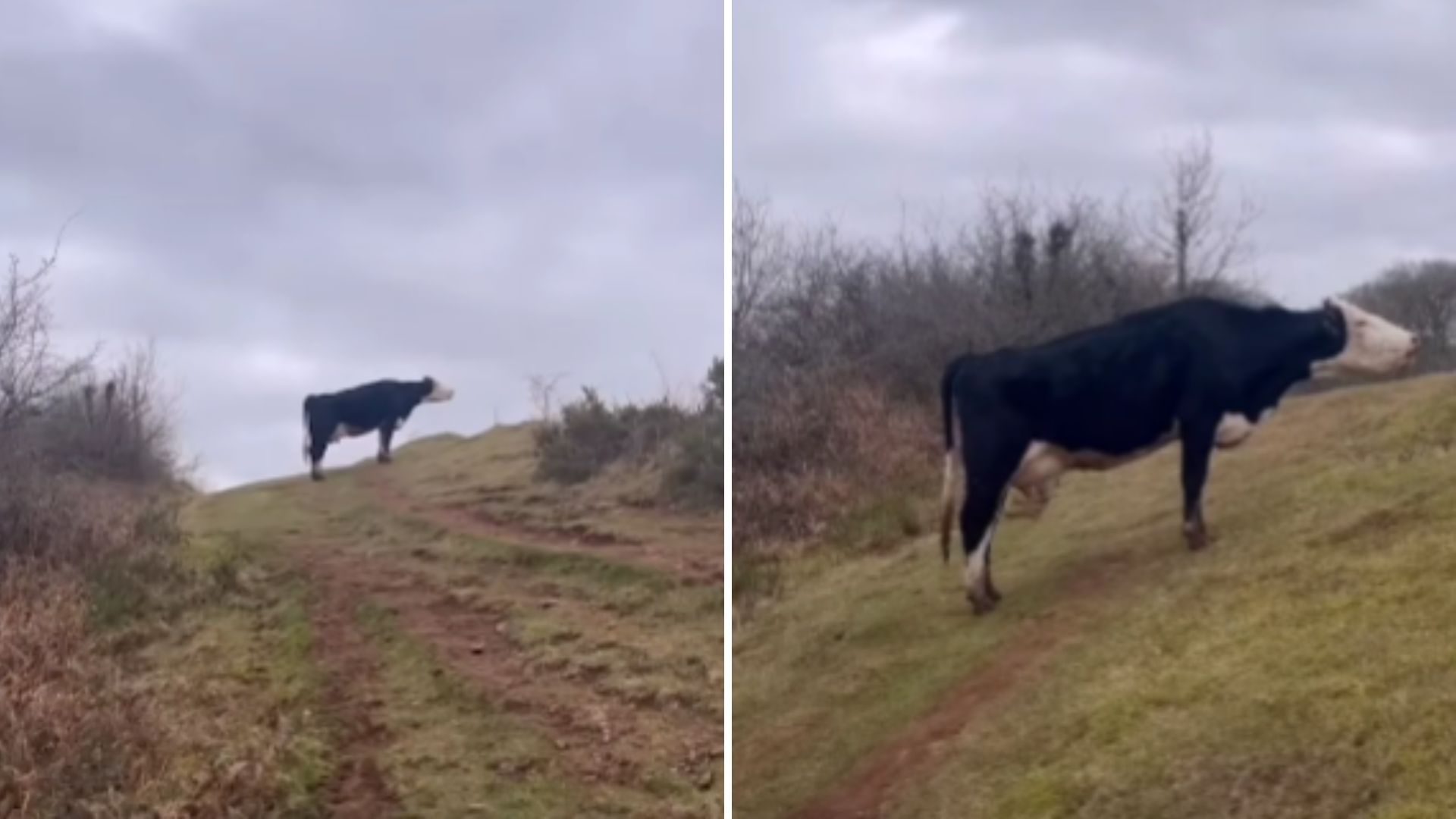 Hiker Hears A Mother Cow Crying For Her Calf And Refuses To Leave Without Helping Them