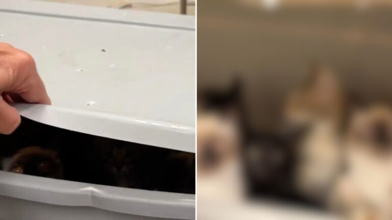 cats in bin