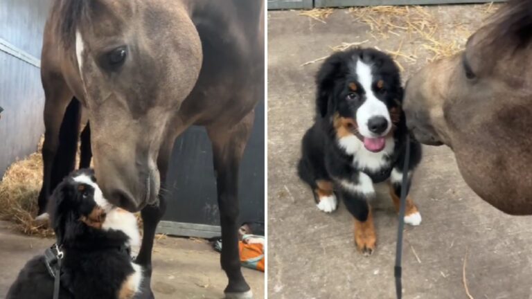 dog and horse friends
