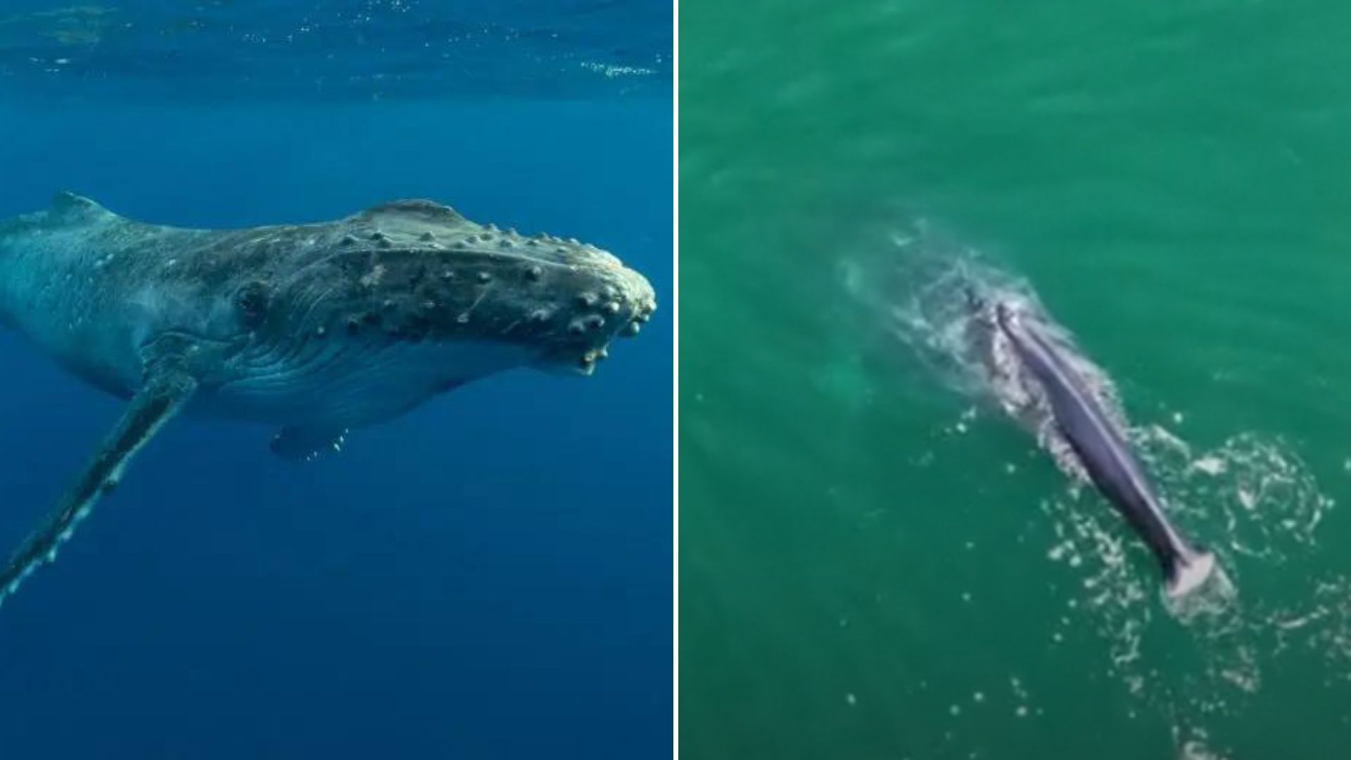 Humpback Whale Spotted In US Waters