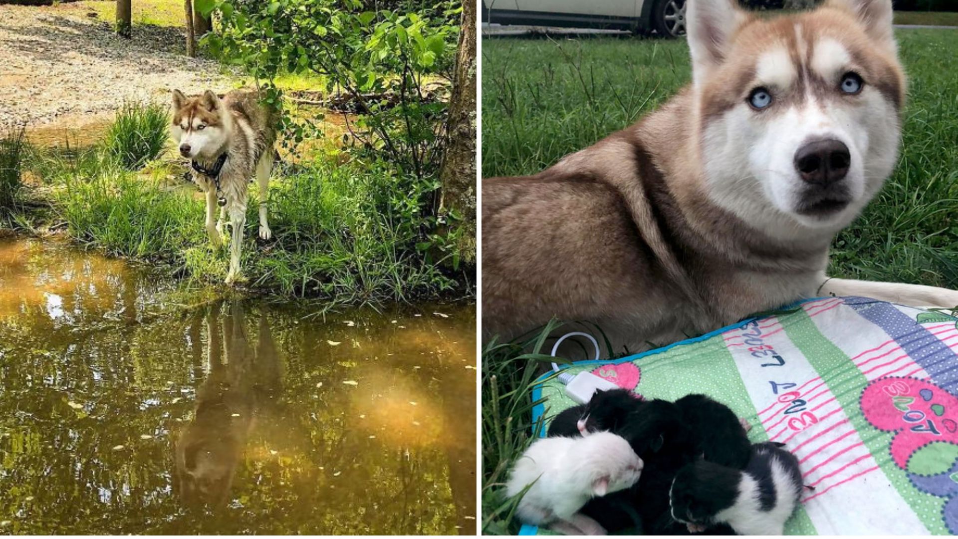 Husky Finds Seven Kittens Inside A Sealed Box In Georgia Woods And Does The Sweetest Thing