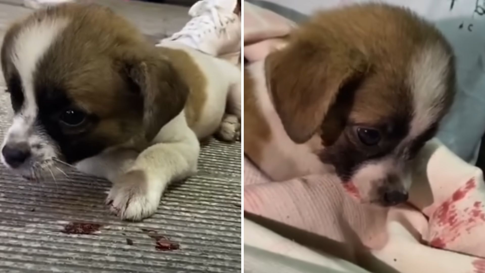 Injured Puppy Lying Still On The Road Desperately Cries For Help As People Pass By