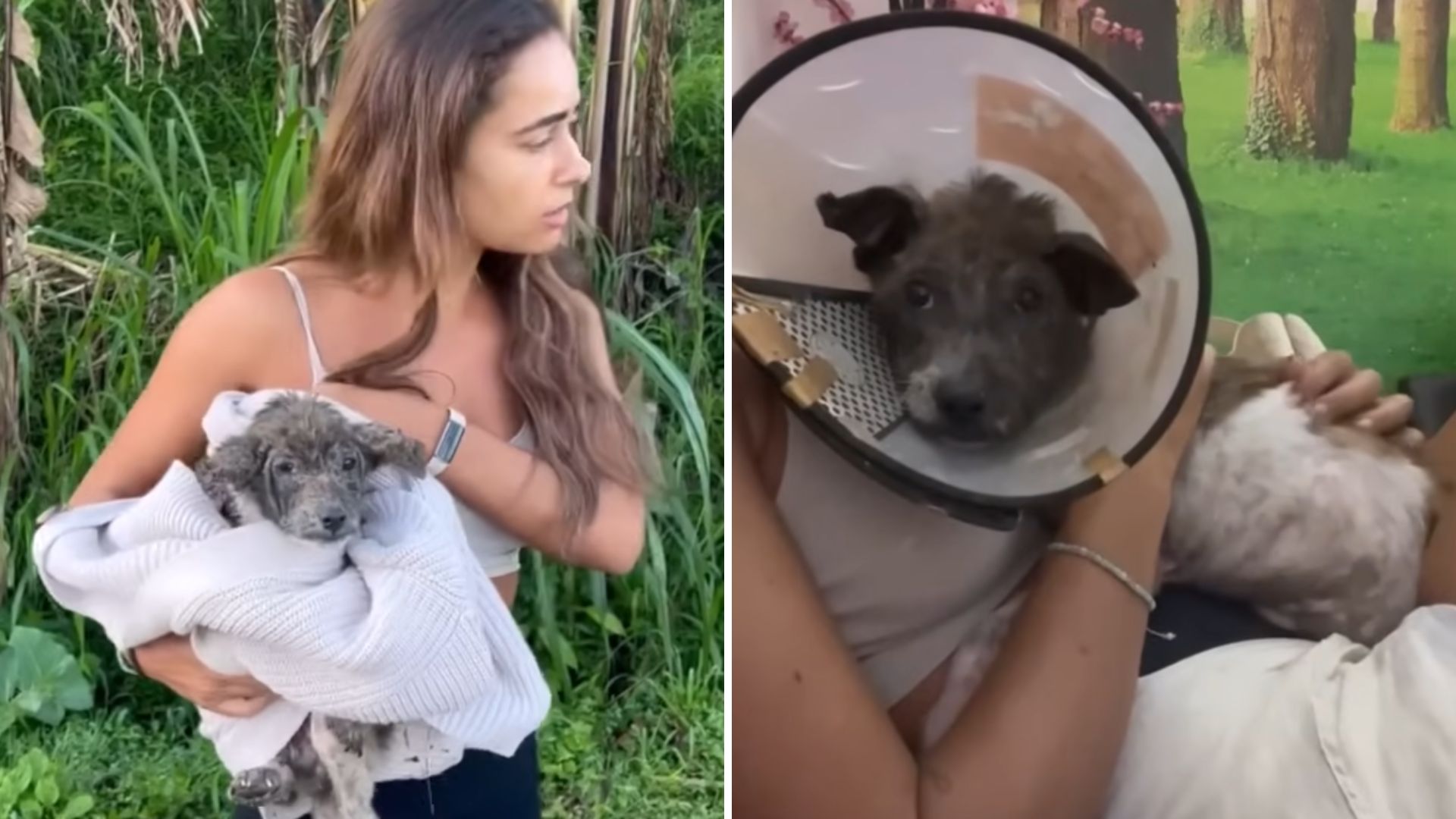 injured dog and woman