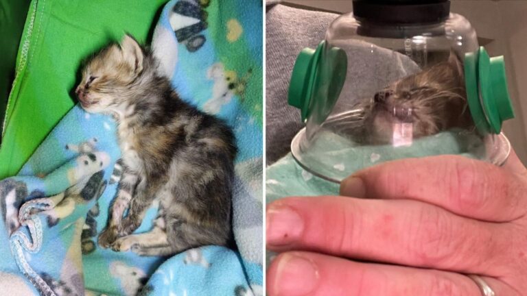 Kitten Miraculously Survives Near-Fatal Accident