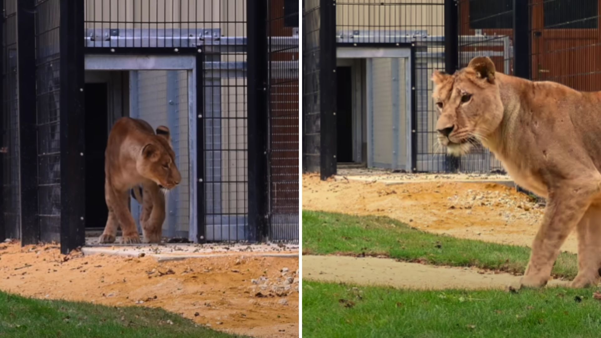 Lioness Rescued From War-Torn Area Takes Her First Steps Towards Freedom