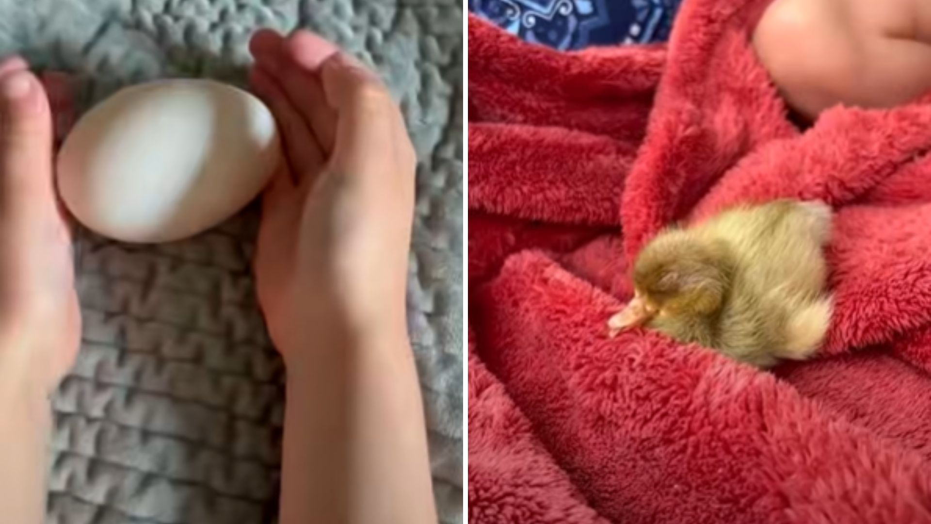 Little Girl Finds A Duck Egg In A Local Park, Keeps It Warm Until It Hatches