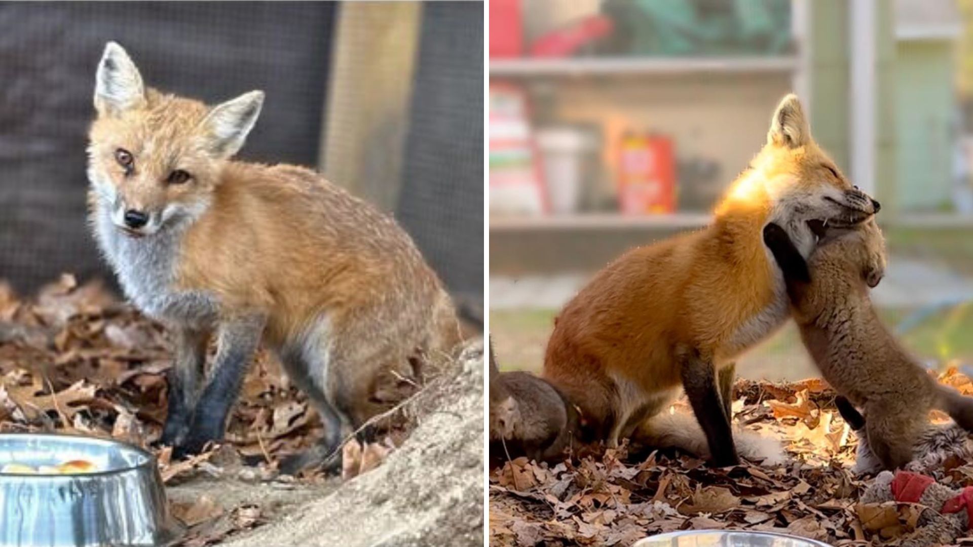 Lonely Rescue Fox’s Heart Heals When Three Orphaned Furbabies Enter Her World