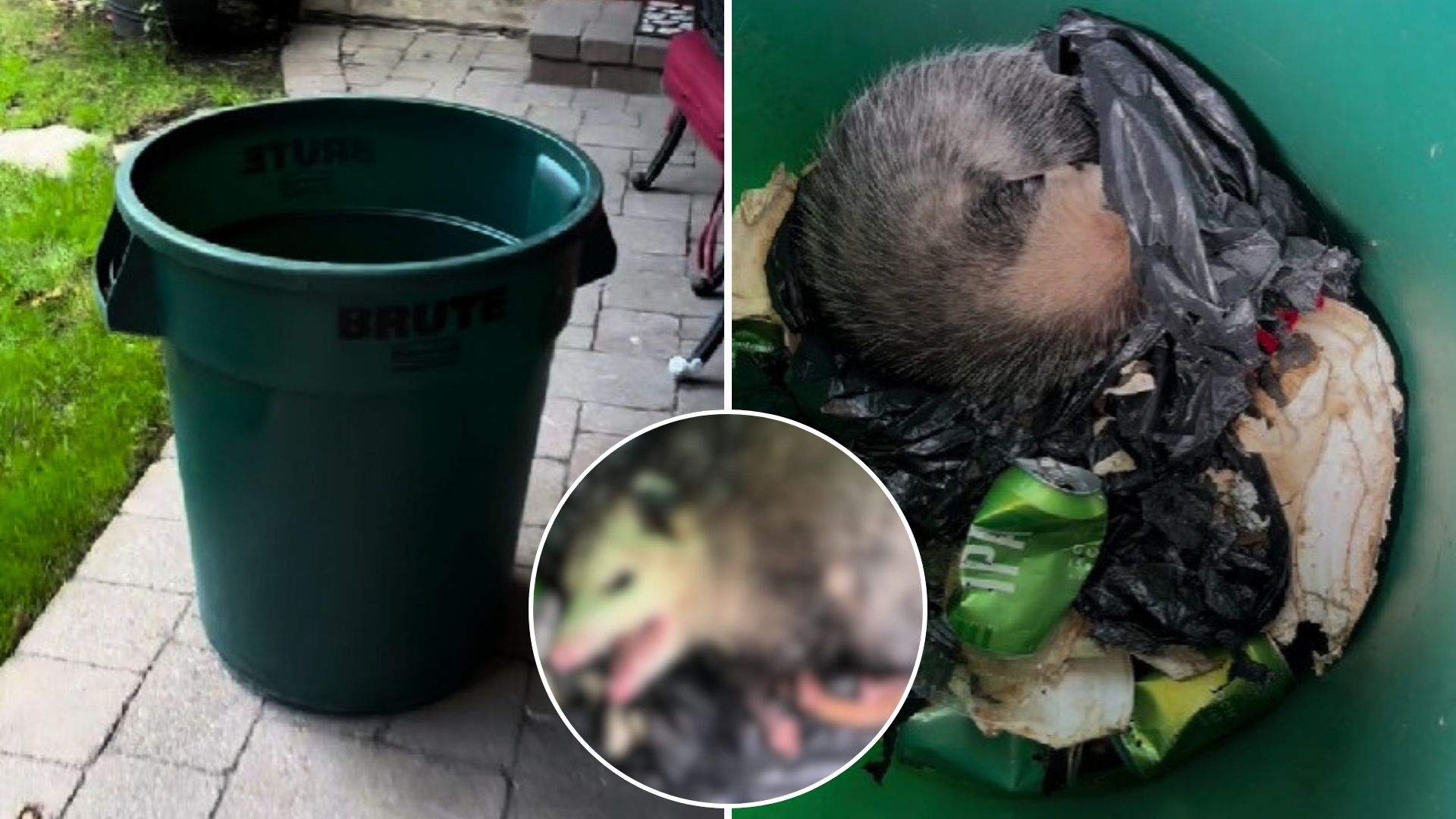 possum in trash