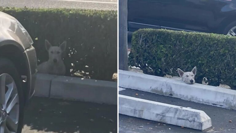 dog in a parking lot