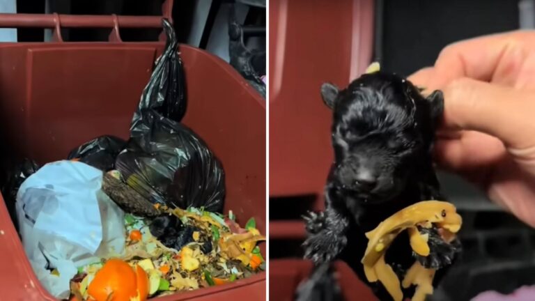 man finds puppy in trash