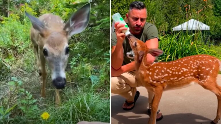 man found an orphaned fawn