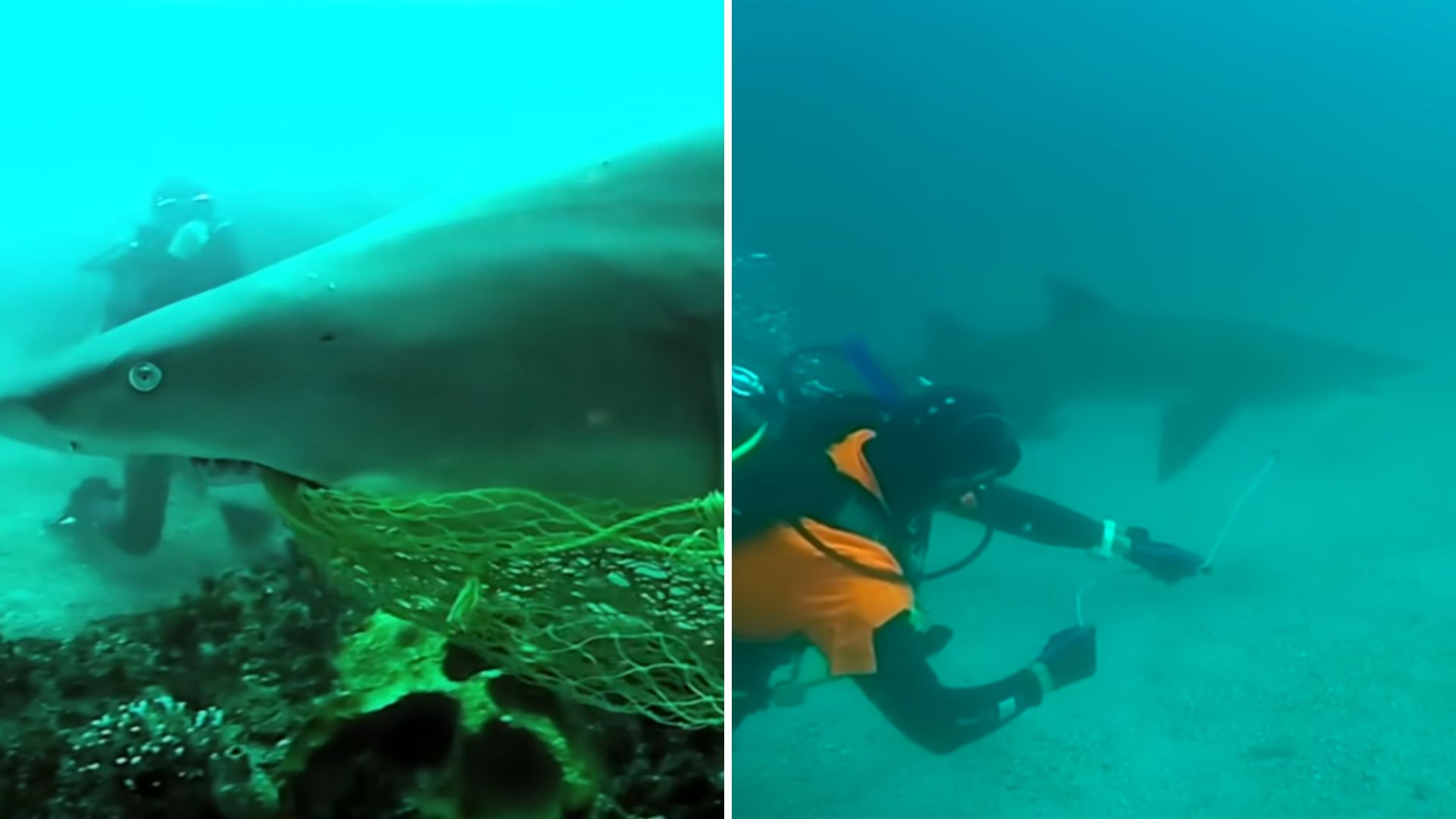 man frees stuck shark