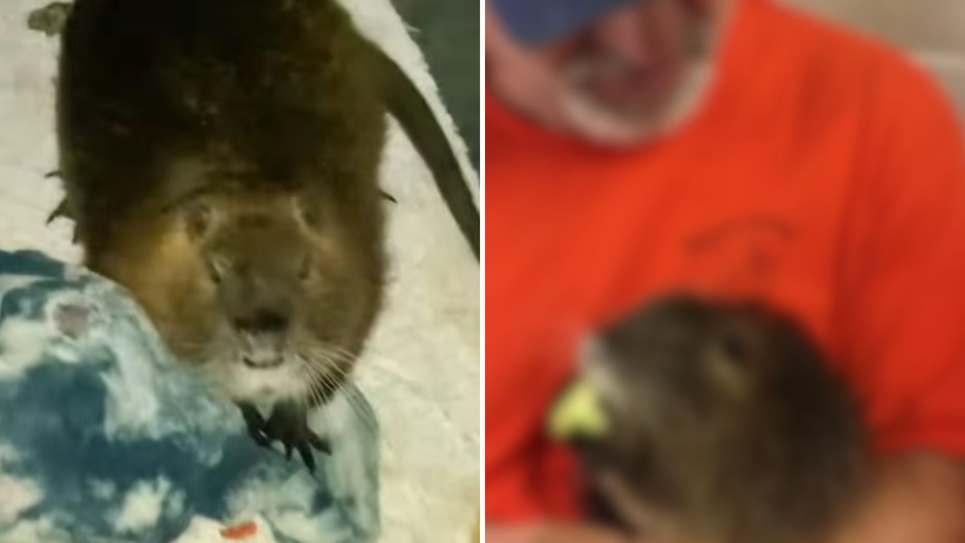 Man Rescues A Baby Nutria