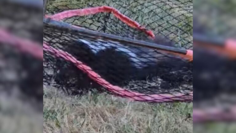 skunk in net