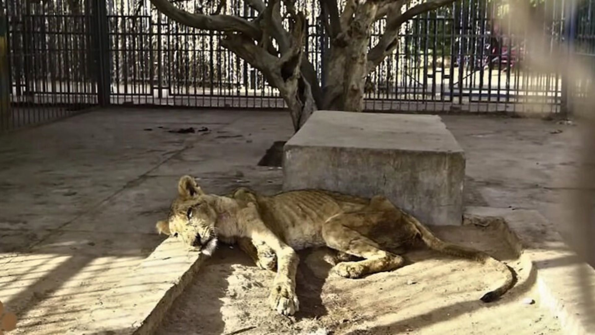 skinny lion lying on the floor in zoo