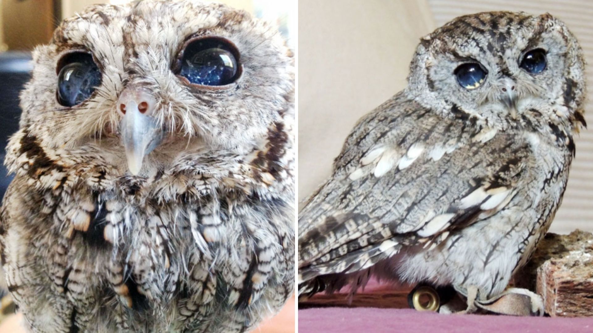 blind owl rescued